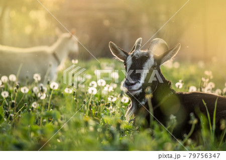 Black goats eating grass outdoor. Black beautiful cute goat Black goats eating grass outdoor. Black beautiful cute goat 79756347