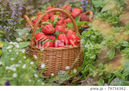Fragrant strawberry outdoor. Various juicy strawberries with leaves. 79756362