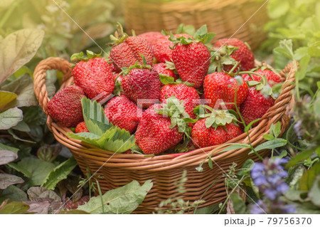 Fragrant strawberry outdoor. Various juicy strawberries with leaves. 79756370