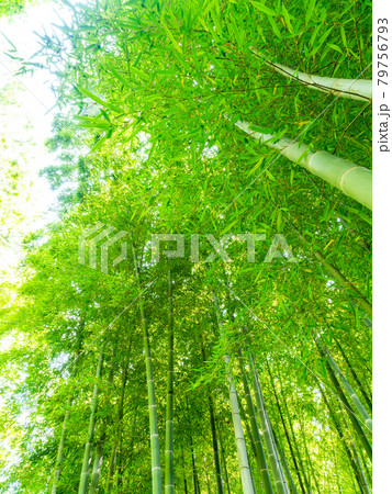 初夏の庭園の景色　新緑の美しい竹林 79756793