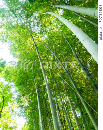 初夏の庭園の景色　新緑の美しい竹林 79756803