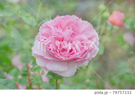 Fresh pink roses close up. Roses in the garden Fresh pink roses close up. Roses in the garden 79757232