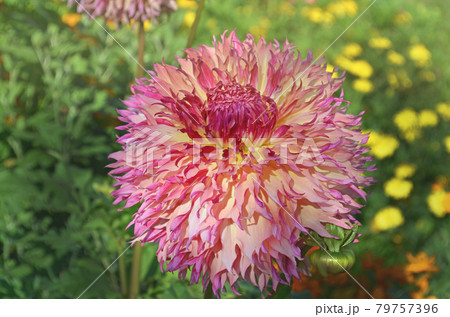 Close-up of pink yellow white semi cactus dahlia Close-up of pink yellow white semi cactus dahlia 79757396