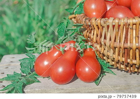 Fresh ripe red tomatoes in a basket on the garden 79757439