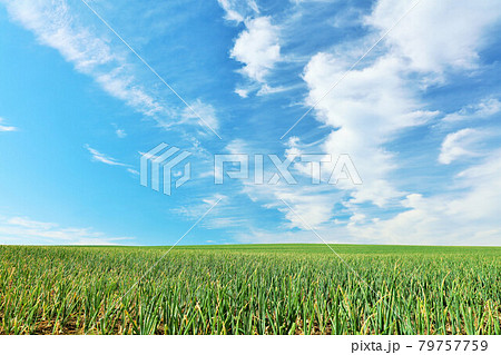 北海道 夏の青空と玉ねぎ畑 北海道 夏の青空と玉ねぎ畑 79757759