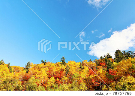 北海道　秋の青空と紅葉風景 79757769