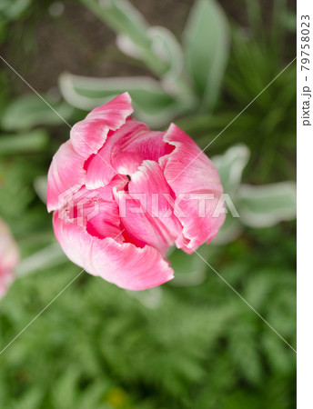 Pink parrot tulip closeup 79758023