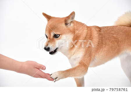 飼い主にお手をする柴犬の写真素材