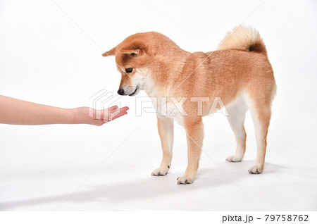 飼い主におやつ ご飯をもらう柴犬の写真素材