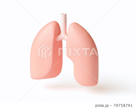 3d illustration of stylized human lungs isolated on white 3d illustration of stylized human lungs isolated on white 79758791