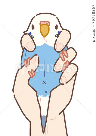 セキセイインコ 2点保定法のイラスト 79758867