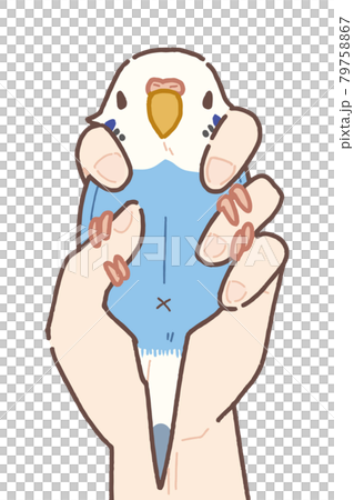 セキセイインコ 2点保定法のイラスト 79758867