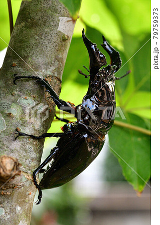 タランドゥスオオツヤクワガタ 79759373