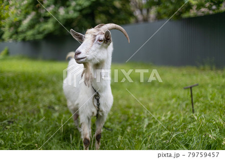 White goat with large horns eats grass in a village meadow. Summer or spring. White goat with large horns eats grass in a village meadow. Summer or spring. 79759457