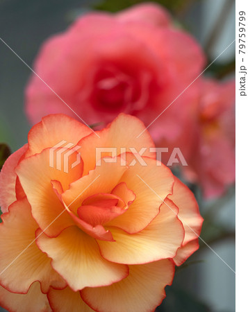 大輪のベゴニアの花 大輪のベゴニアの花 79759799