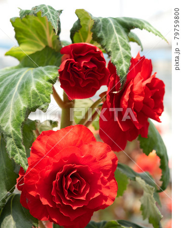 大輪のベゴニアの花 大輪のベゴニアの花 79759800