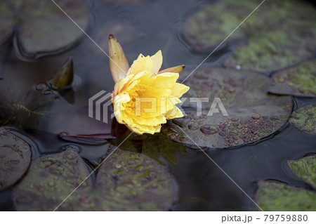 花 池 修練 79759880