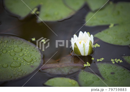 花 池 修練 79759883