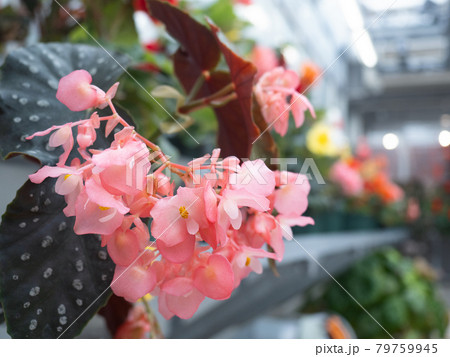 ベゴニアの花 79759945