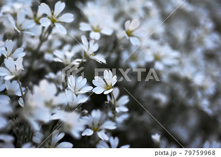 セラスチューム 夏雪草 佐倉ふるさと広場の写真素材