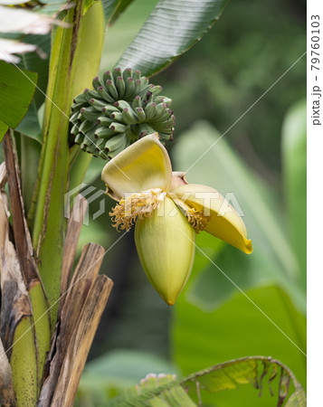 バショウ 79760103