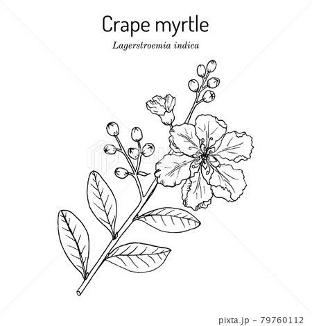 Crape myrtle, or crepeflower Lagerstroemia indica , state flower of Texas 79760112