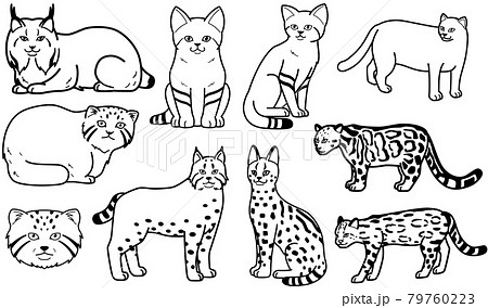 マイナーな猫科動物 白黒 スナネコ イラストのイラスト素材
