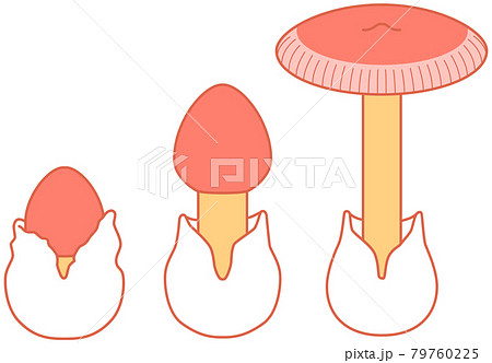 成長していくタマゴタケ キノコ イラスト 成長していくタマゴタケ キノコ イラスト 79760225