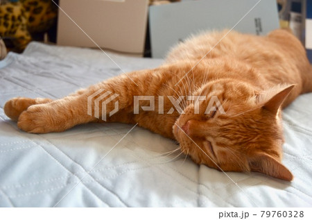 人間の布団で寝る茶色の猫 人間の布団で寝る茶色の猫 79760328