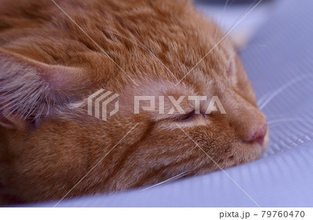 マットレスで寝る茶色の猫 79760470