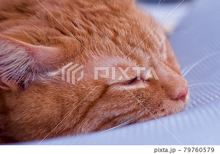 マットレスで寝る猫 79760579