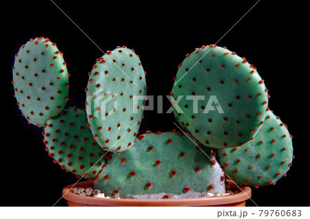 close up detial of opuntia rufida cactus in planting pot close up detial of opuntia rufida cactus in planting pot 79760683