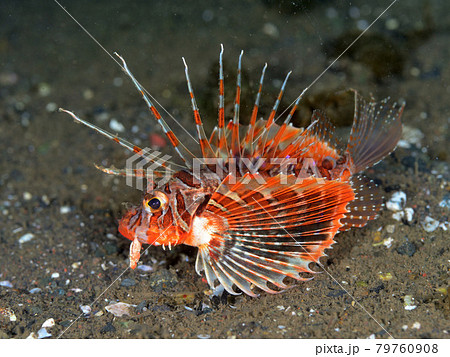 セトミノカサゴの幼魚 79760908