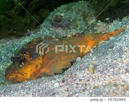 黄色いオニオコゼ 黄色いオニオコゼ 79760968