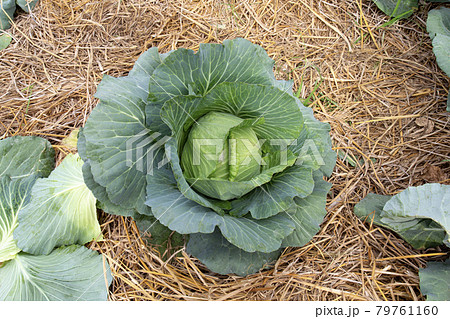 Soft focus of Big cabbage in the garden,Non-toxic cabbage.Non-toxic vegetables. Soft focus of Big cabbage in the garden,Non-toxic cabbage.Non-toxic vegetables. 79761160