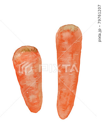 二本のにんじん リアルな手描き水彩イラストのイラスト素材 二本のにんじん リアルな手描き水彩イラストのイラスト素材