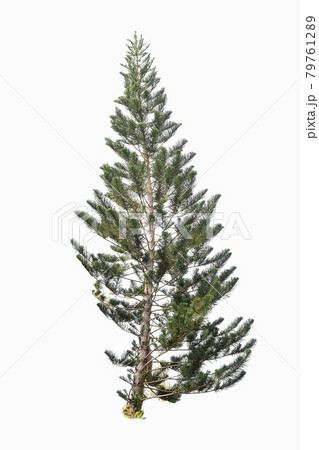 Beautiful pine tree isolated on a white background 79761289