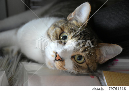 生後12ヵ月齢のサバトラの仔猫 生後12ヵ月齢のサバトラの仔猫 79761518