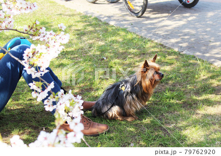 Man sitting under a sakura tree with a dog Man sitting under a sakura tree with a dog 79762920