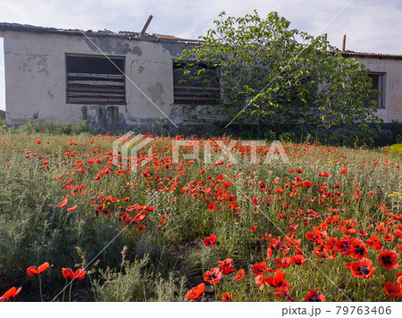 Red poppies and abandoned building in Georgia travel 79763406