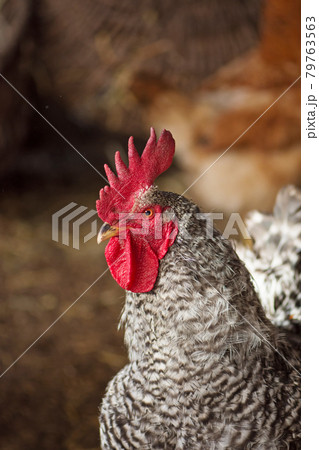 Amrock chickens on a home farm Amrock chickens on a home farm 79763563