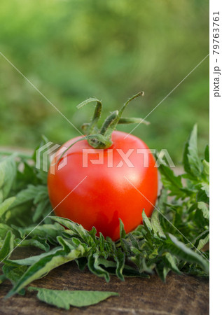 Fresh ripe organic cherry tomato Fresh ripe organic cherry tomato 79763761