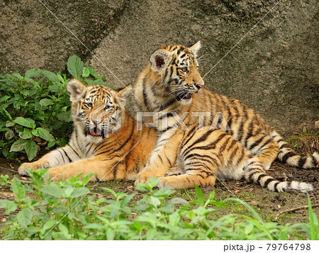 アムールトラの兄弟 79764798