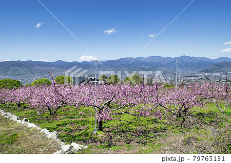 山梨県 春の桃源郷 桃畑 釈迦堂pa地区の写真素材