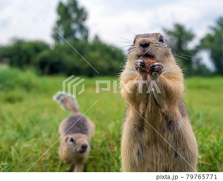 Gophers on the lawn are queue up for a treat. Close-up. 79765771