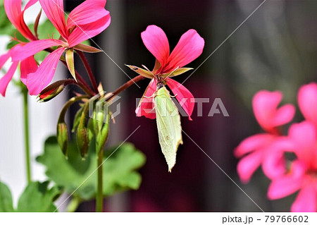 Pieris rapae - cabbage white butterfly at a pink geranium blossom as a close up 79766602