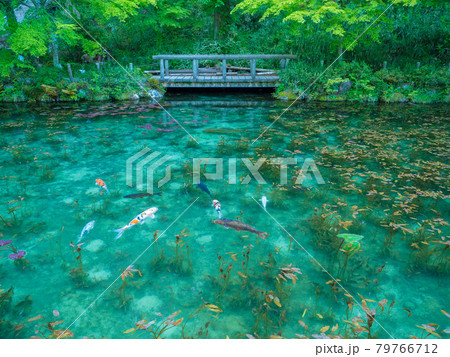 モネの池 名もなき池の写真素材 [79766712] - PIXTA