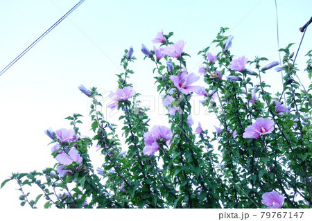 花 スポット 晴れ 79767147