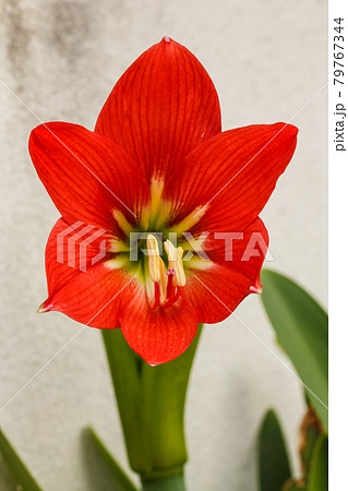 Gaysorn flowers Hippeastrum beautiful red. 79767344