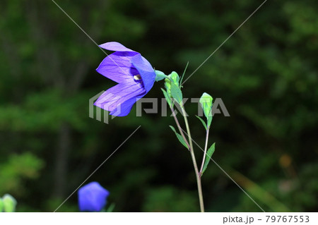 キキョウ（桔梗） 79767553